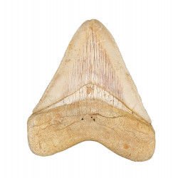 Otodus megalodon (carcharodon megalodon - megaselachus) indonésie 10 cm