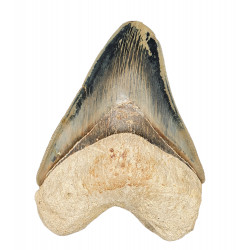 Otodus megalodon (carcharodon megalodon - megaselachus) indonésie 11.5 cm