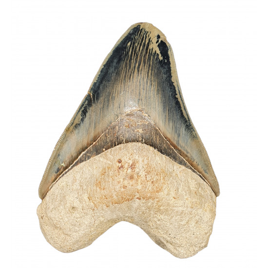 Otodus megalodon (carcharodon megalodon - megaselachus) indonésie 11.5 cm