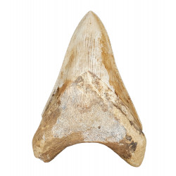 Otodus megalodon (carcharodon megalodon - megaselachus) indonésie 12 cm