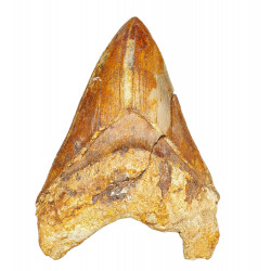 Otodus megalodon (carcharodon megalodon - megaselachus) indonésie 12,5 cm