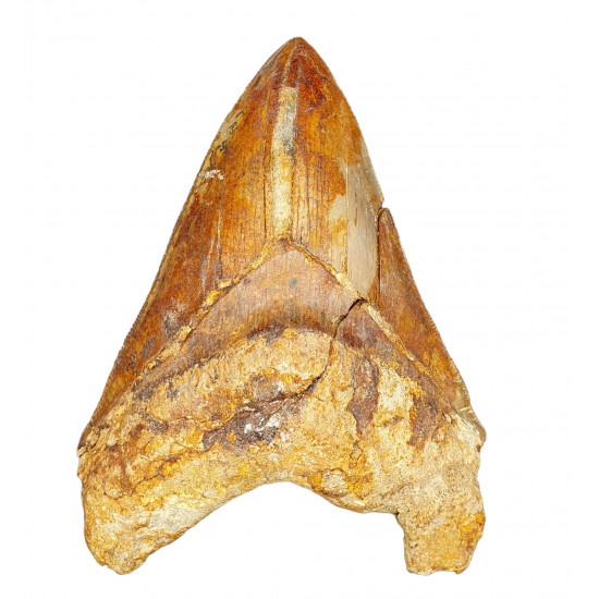 Otodus megalodon (carcharodon megalodon - megaselachus) indonésie 12,5 cm