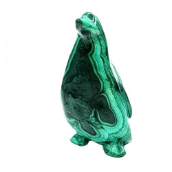 pingouin malachite
