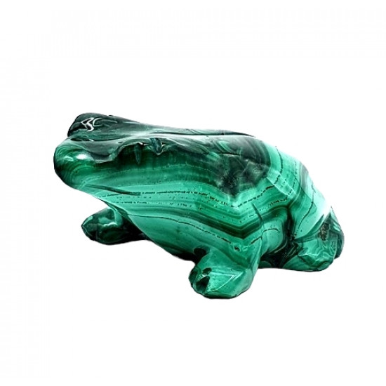 grenouille malachite