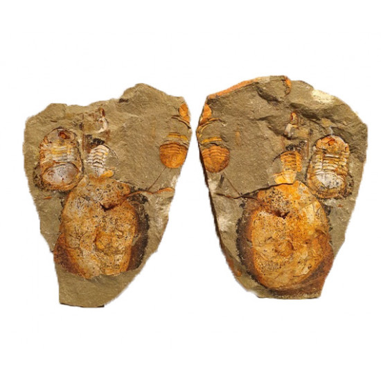 Symphysurus sp