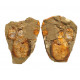 Symphysurus sp
