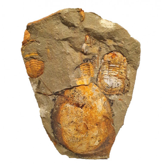 Symphysurus sp