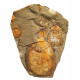 Symphysurus sp