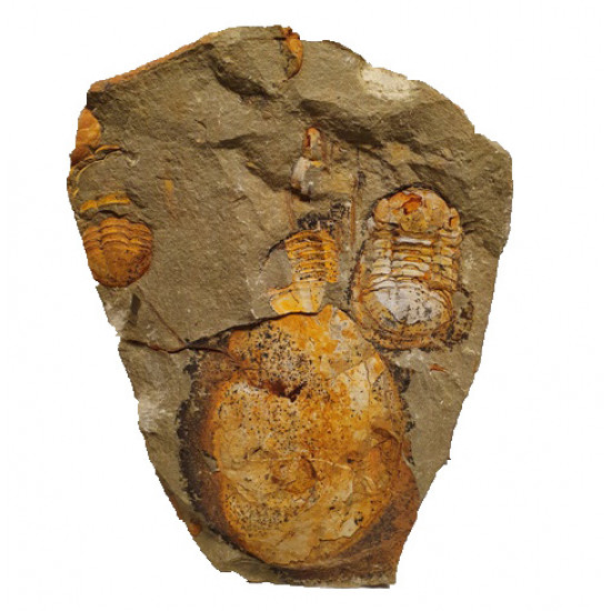 Symphysurus sp