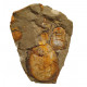Symphysurus sp