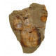 Symphysurus sp