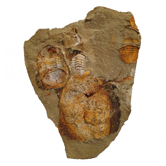 Symphysurus sp