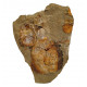 Symphysurus sp