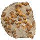 Symphysurus sp