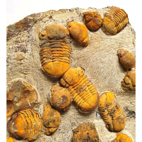 Symphysurus sp