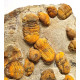 Symphysurus sp