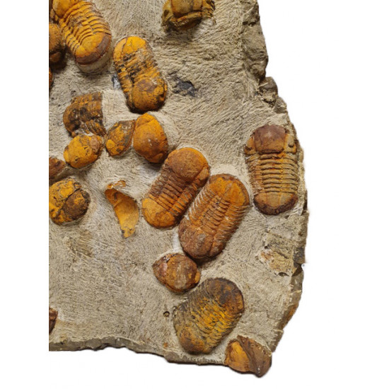 Symphysurus sp