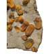 Symphysurus sp
