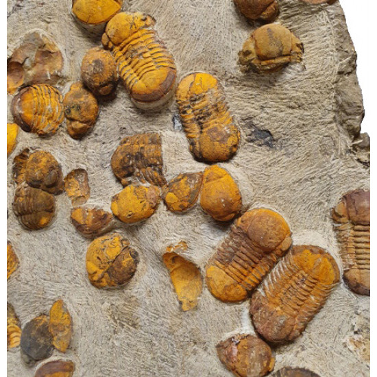 Symphysurus sp