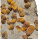 Symphysurus sp