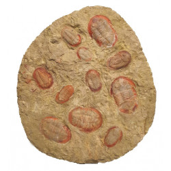Asaphelus fezouatensis
