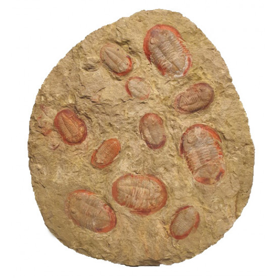 Asaphelus fezouatensis
