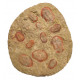 Asaphelus fezouatensis