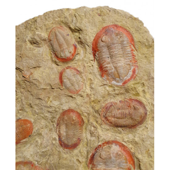 Asaphelus fezouatensis