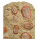 Asaphelus fezouatensis
