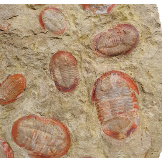 Asaphelus fezouatensis