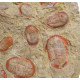 Asaphelus fezouatensis