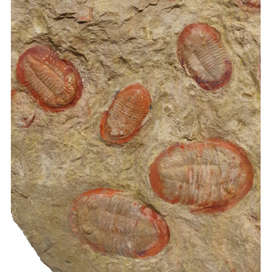 Asaphelus fezouatensis
