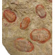Asaphelus fezouatensis