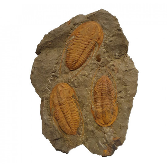 Hamatolenus vincenti 