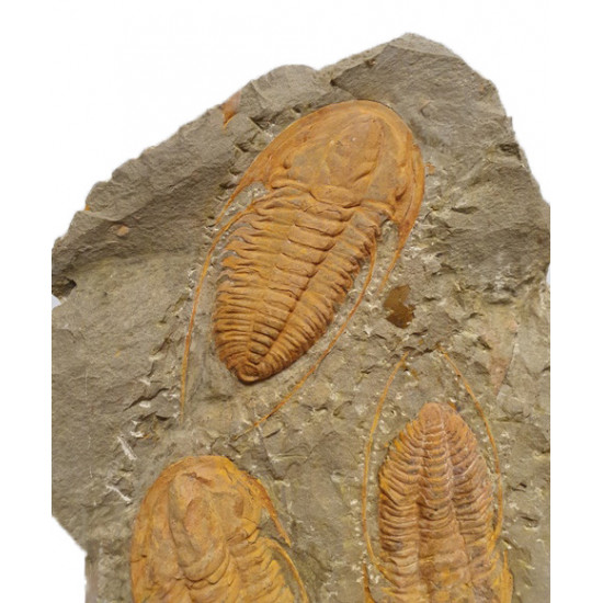 Hamatolenus vincenti 