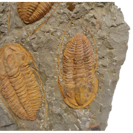 Hamatolenus vincenti 