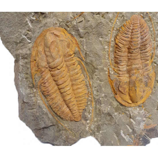 Hamatolenus vincenti 
