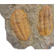 Hamatolenus vincenti 