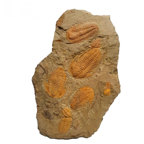 Hamatolenus vincenti - protolenus sp