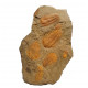 Hamatolenus vincenti - protolenus sp