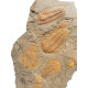 Hamatolenus vincenti - protolenus sp