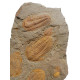 Hamatolenus vincenti - protolenus sp
