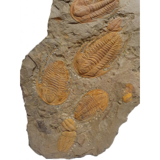 Hamatolenus vincenti - protolenus sp