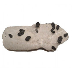 Gerastos marocensis