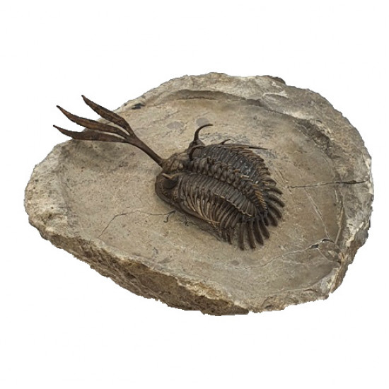 Walliserops trifurcatus