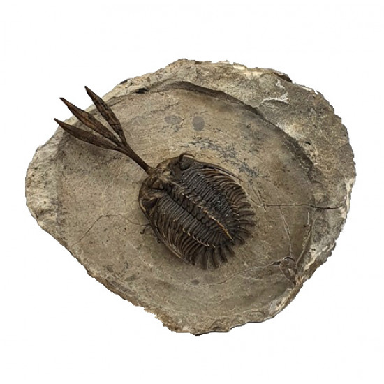 Walliserops trifurcatus