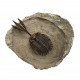 Walliserops trifurcatus