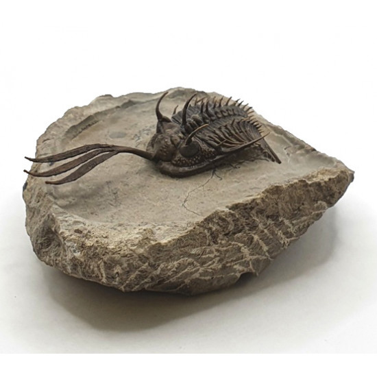 Walliserops trifurcatus