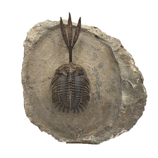 Walliserops trifurcatus