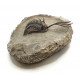 Walliserops trifurcatus
